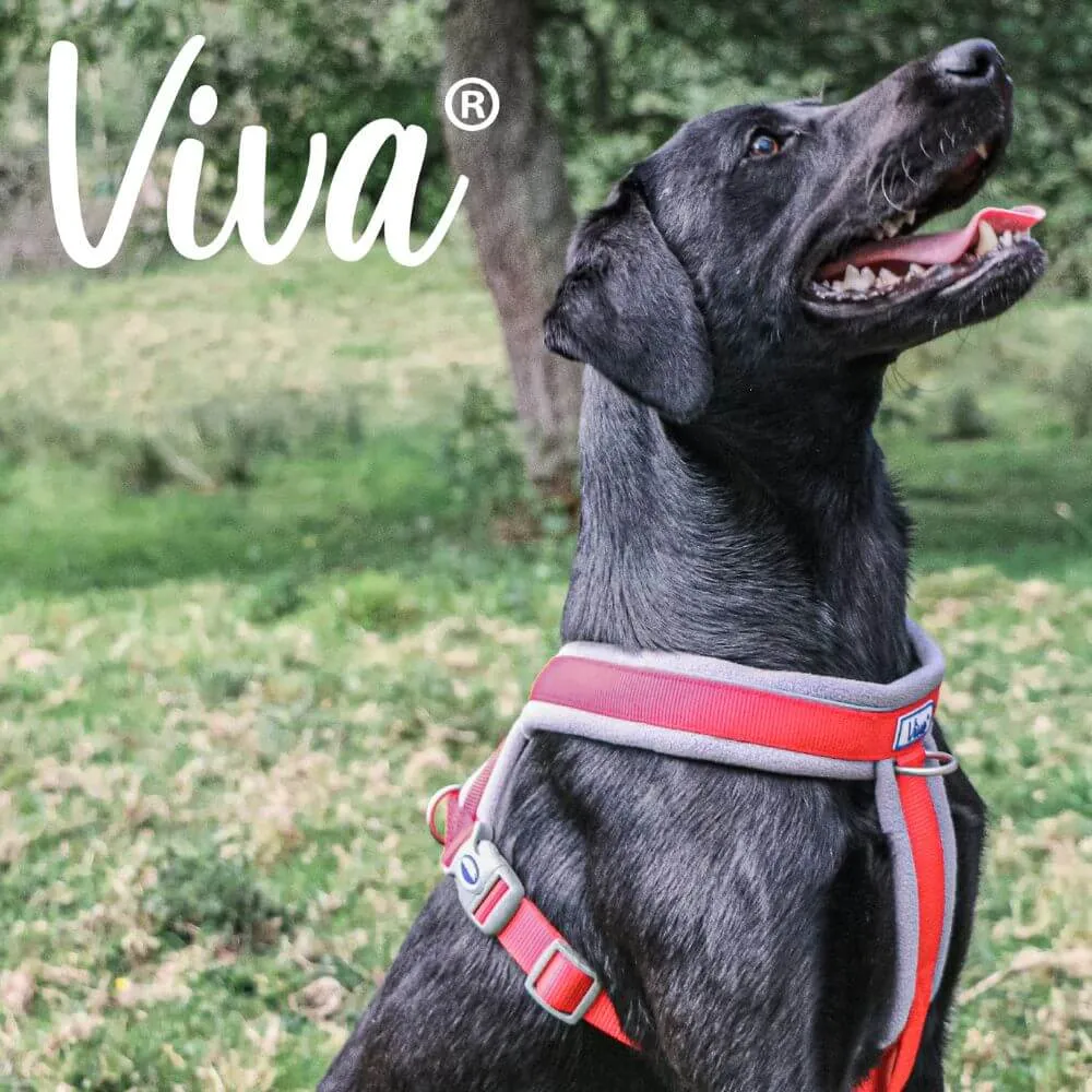 Ancol Viva Padded Dog Harness - Sizes Small to XXL